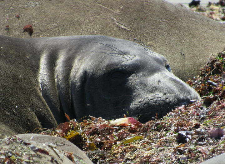 Northern Elephant Seal